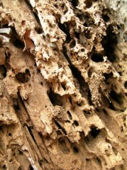 Termites