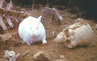 the_killer_rabbit