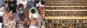 lots of cats and books