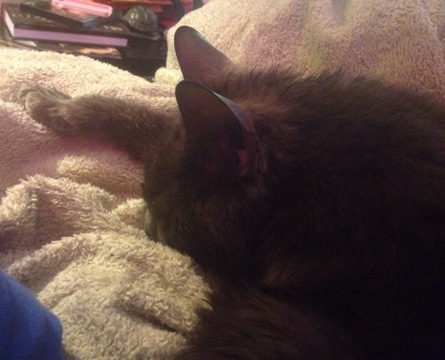 LapCat Smokey