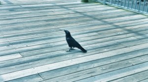 Crow at Lunchtime