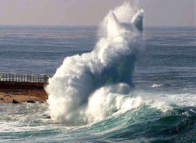 Cat in the Waves