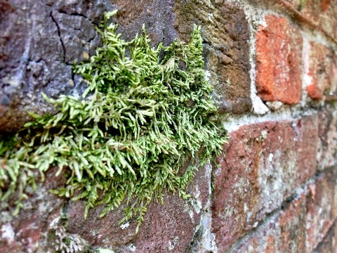 Moss Tryon Palace Brick Detail