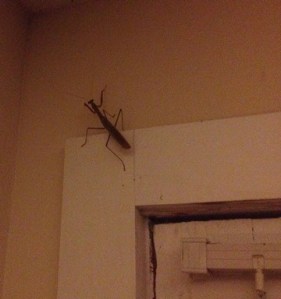 Huge Praying Mantis