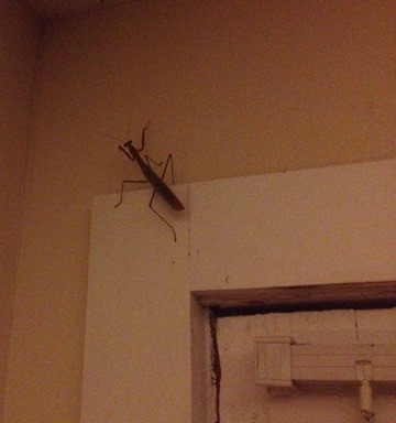 Huge Praying Mantis