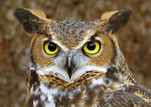 Brown Owl