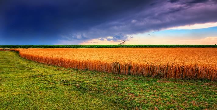 Kansas_Summer_Wheat_and_Storm_Panorama