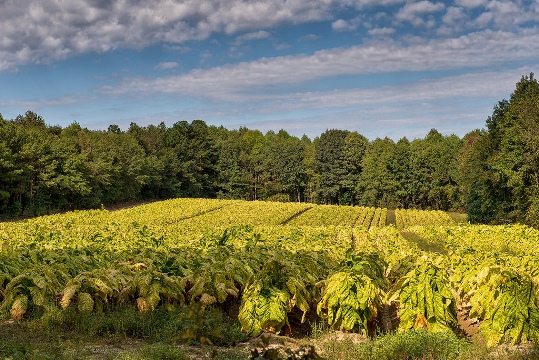 Tobacco Field
