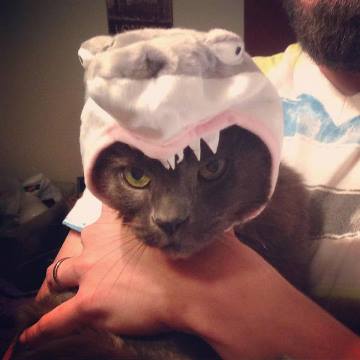 smokey-the-shark