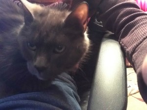 cuddling with smokey