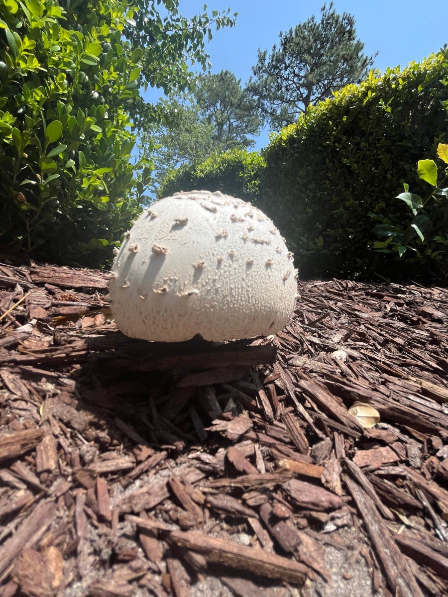 No Hate Only Mushrooms Running In My Head